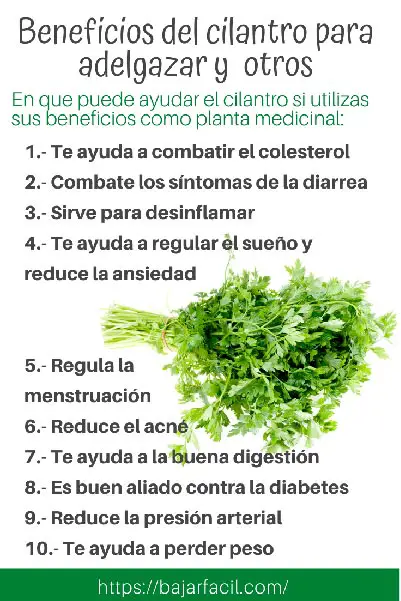 info Beneficios del cilantro para adelgazar y salud