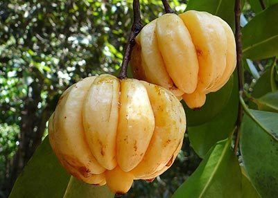 fruta de garcinia cambogia extra